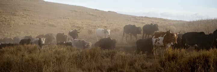 backlighting on a herd of cow