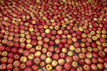manzanas 16