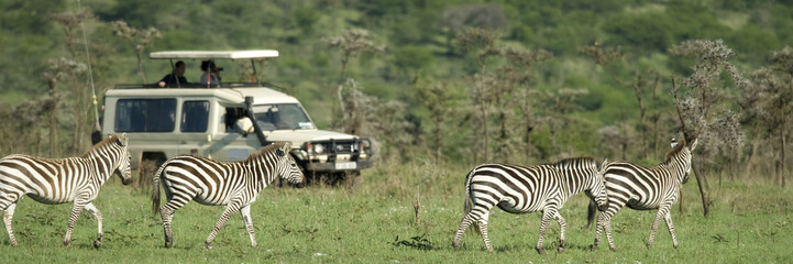 zebras passing in front of 4X4