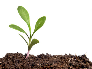 A small growing plant coming from the dirt
