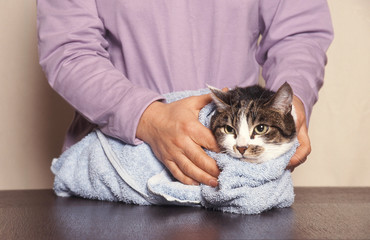 Sorti du bain d'un chat de gouttière après coup de chaleur