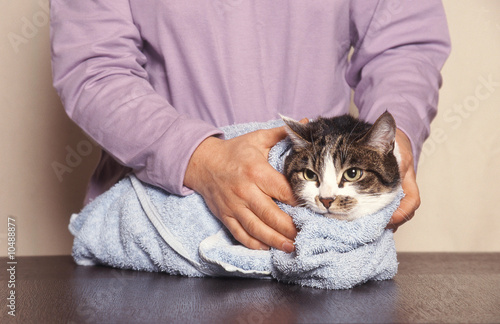 Sorti Du Bain D Un Chat De Gouttiere Apres Coup De Chaleur Wall Mural Callalloo Candcy