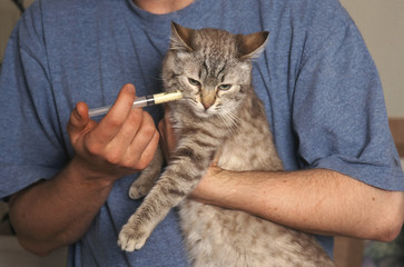 Traitement d'un chat de gouttière par seringue