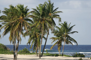 Fototapeta na wymiar plage tropicale