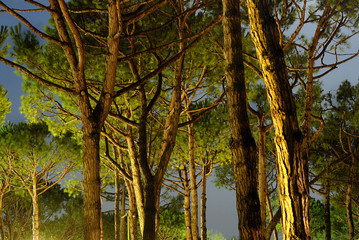 noturno alberi