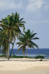 Fototapeta na wymiar palmowego i kokosowego drzewa