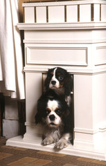 Deux Cavalier King Charles dans leur niche maison
