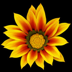 fleur de gazania sur fond noir