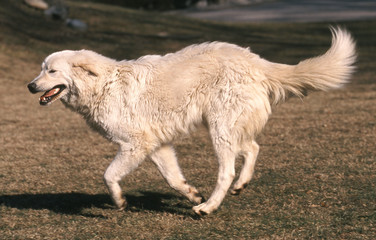 Fototapeta na wymiar Maremma Sheepdog i profil Abruzzo na wsi