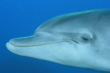 Fototapeta premium Bottlenose Dolphin
