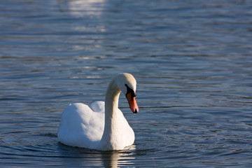 Cigno solitario - Lago di Mantova