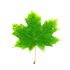 Green Maple