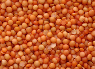 lentils 1