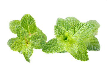 two mint stem of mentha spicata isolated on white