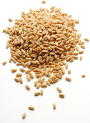 Bunch of wheat grain on white background