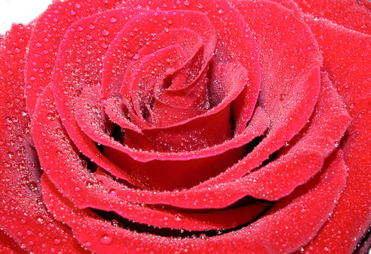Red rose with the drops of dew on petals