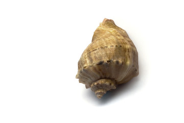 The seashell on a white background
