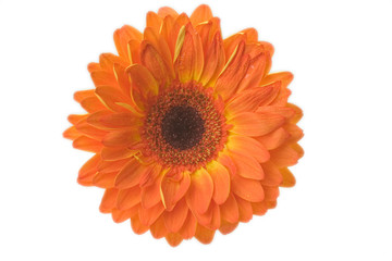 orange bloom isolated on white background