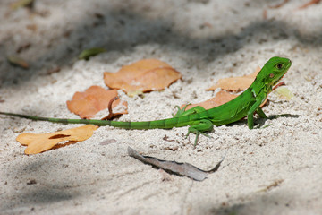 Iguane vert juvénile sur le sable