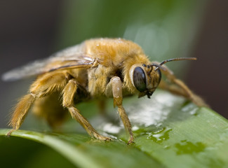 macro of the yellow carpenter-bee, shallow depth of field