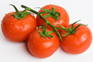 Tomatoes still attached to the vine, isolated on white.