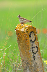 Sparrow 2