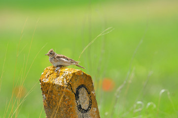 Sparrow 3