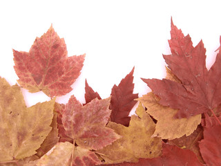 small pile of leaves isolated over white background