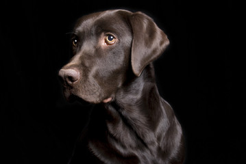 Chocolate Lab on Black - Low Key