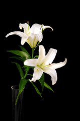 Fototapeta na wymiar White lily samodzielnie na czarnym tle