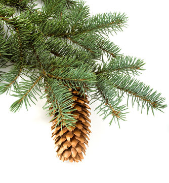 branch of fir-tree with cone