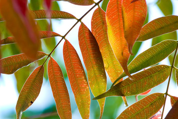 紅葉の葉