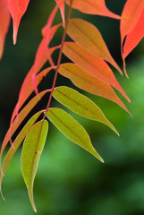 紅葉の葉