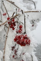 winterlandschaft