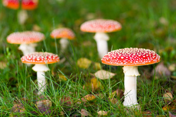 Amanita muscaria