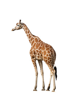 Photo of a giraffe isolated over white