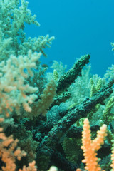 Fototapeta na wymiar tauchen-korallen