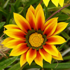 gazania