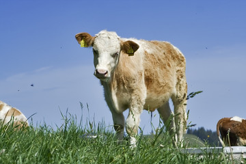 bavarin cow