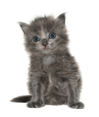 Small kitten on a white background.