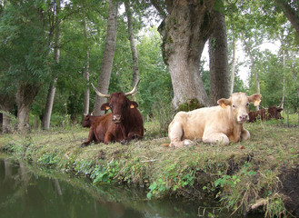 vaches au repos