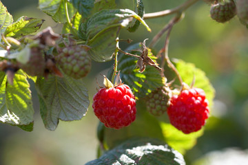 Large ripe raspberries on the bush
