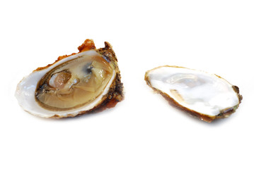 Huitre sur fond blanc