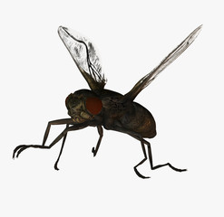 Fliege 081117 02