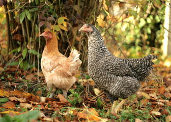 poules