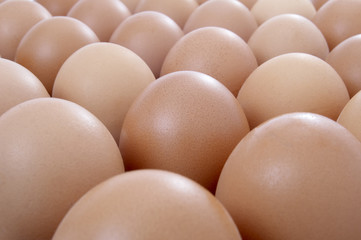 closeup of egg in row