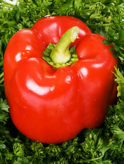 appetizing ripe paprika in green parsley