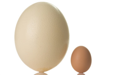 ostrich egg isolated on white background