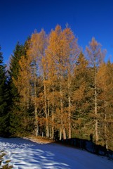Bergwald