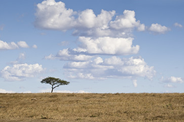 Tree and cloudscape, Masai Mara, Kenya, Africa